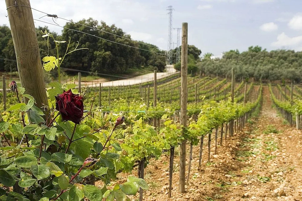 Bodega Doña Felisa