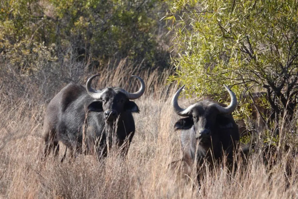 Shakama Private Game Lodge  Spa