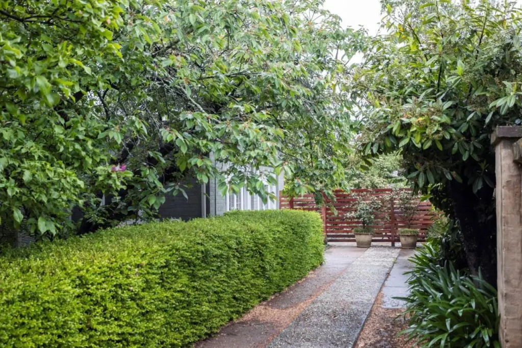 Silk Tree Studio - Steps to Cook Park - Central