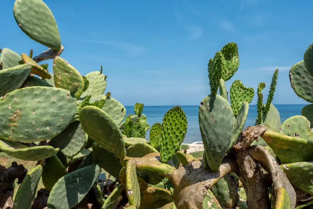 SARDINIARE-Villino Maja