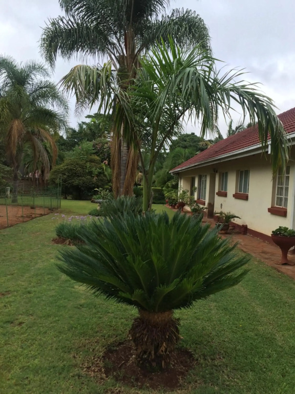 Palm villa