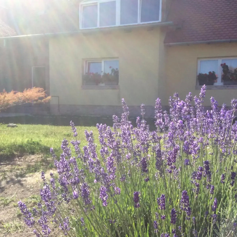 Apartments for Rent near Budapest