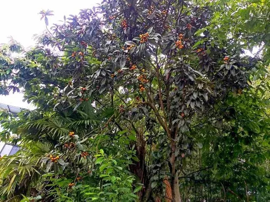 CilanCoco Return to Nature Homestay