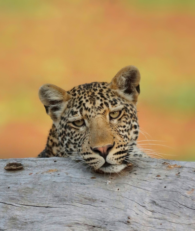 Mopani Safari Lodge