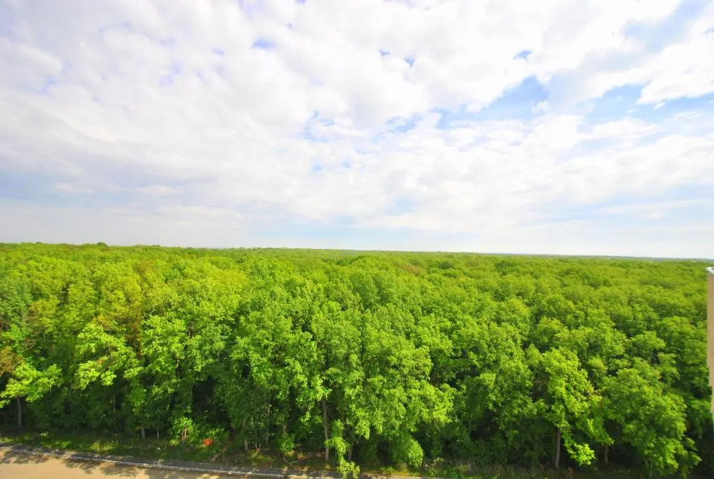 Forest 1