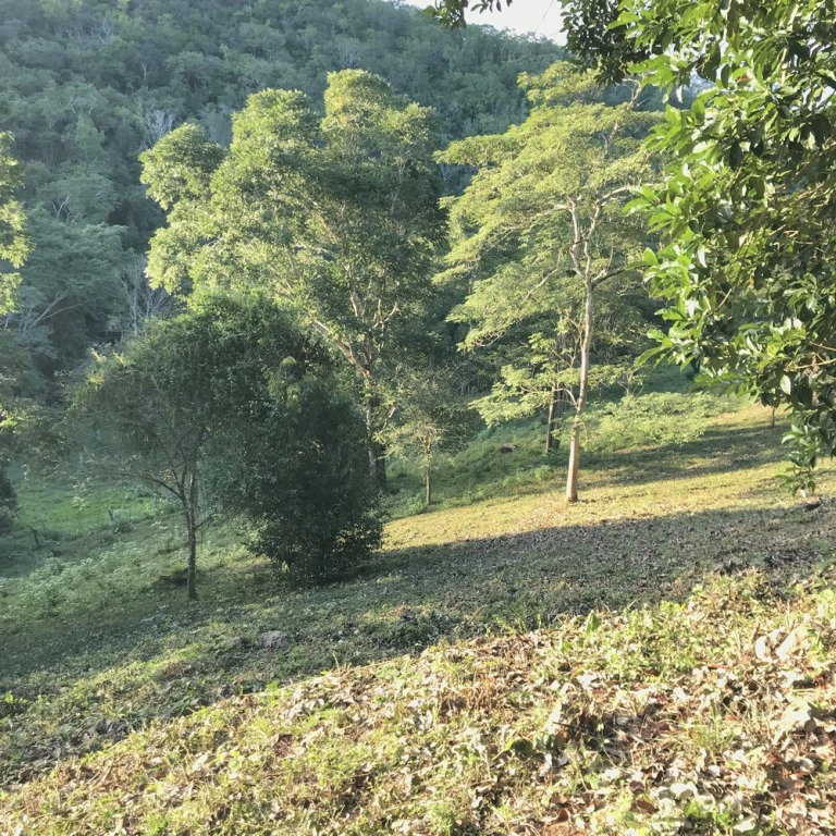 Mango Walk Inn