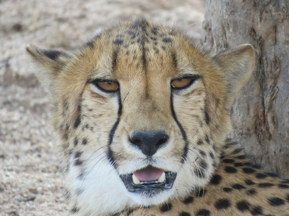 Wild Dogs Safari Lodge
