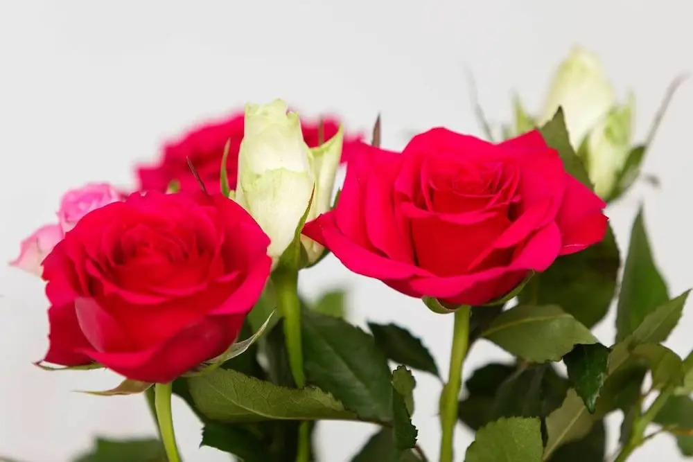 Roses in Richmond