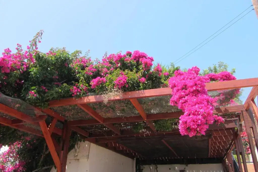 Pissuri Village Cheap House El1