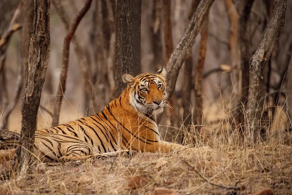 Jim Corbett Marriott Resort & Spa