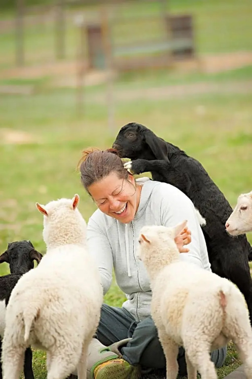 Rêves de Moutons