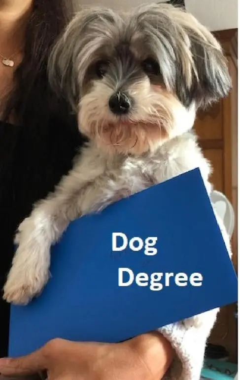 FREE DOG STAY