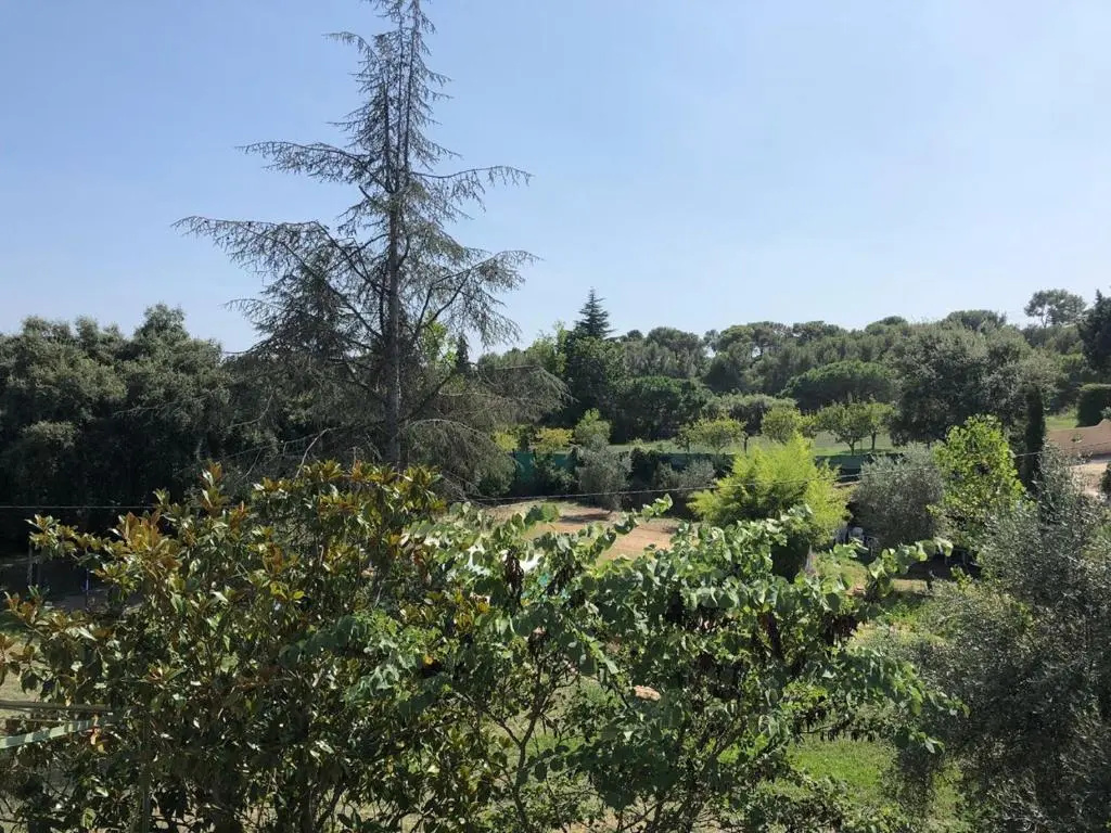 L'oliveraie