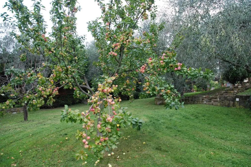 Podere Le Buche