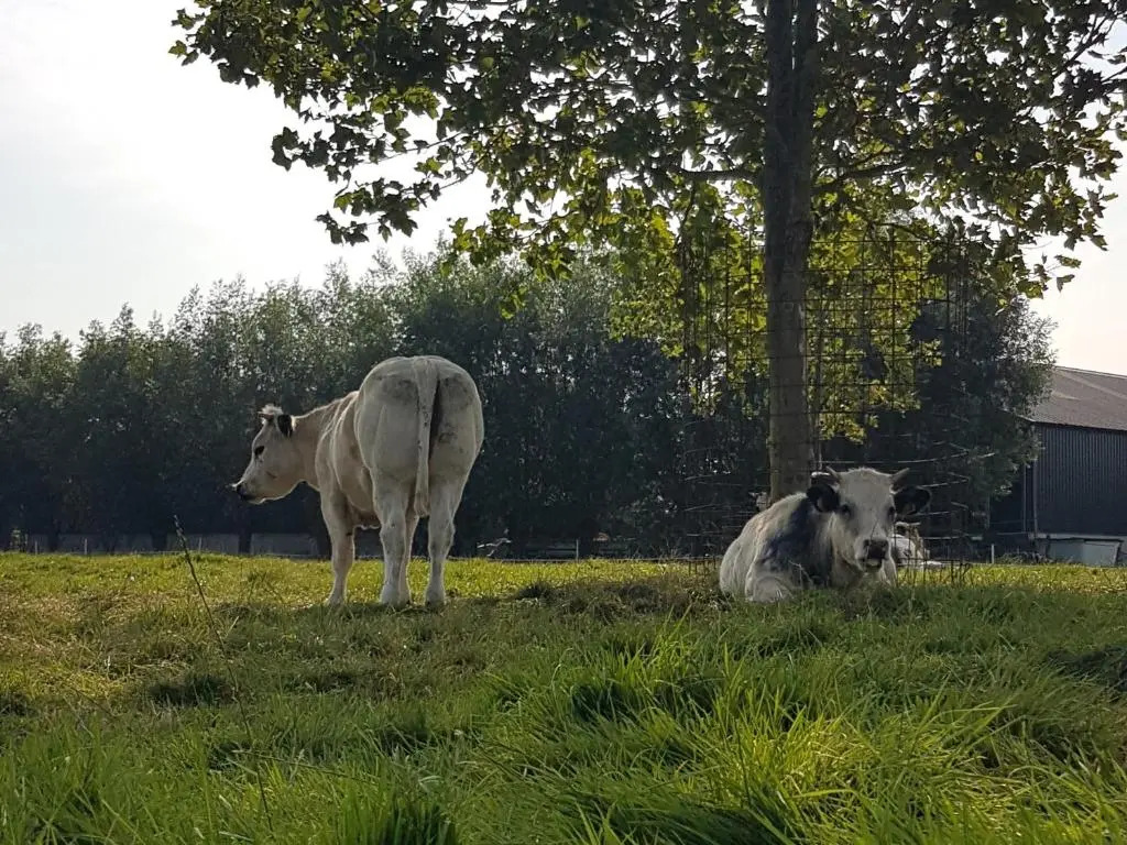 Bed bij Boertje