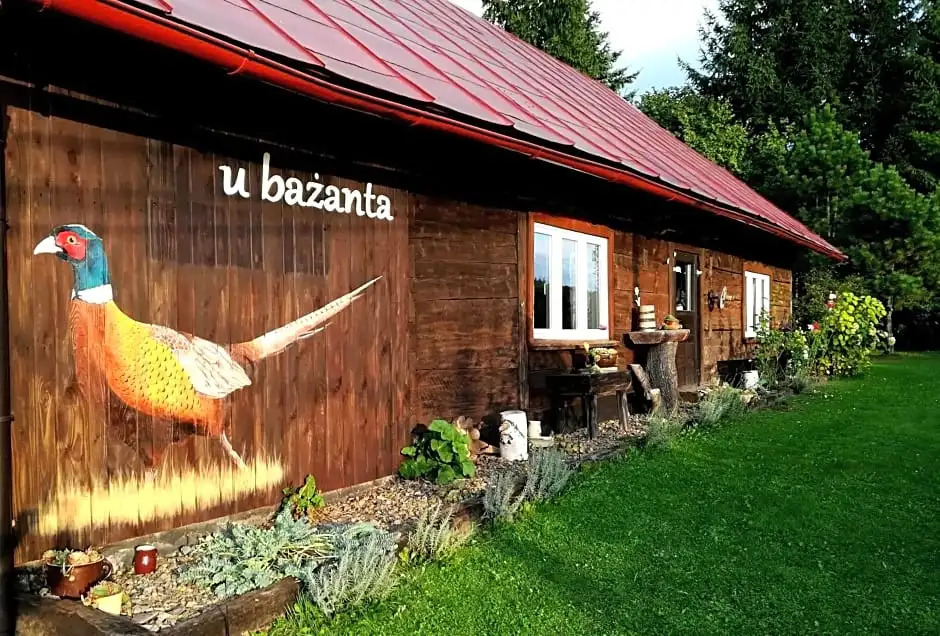 u bażanta