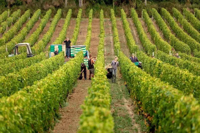 Petit Monlot - Saint-Emilion