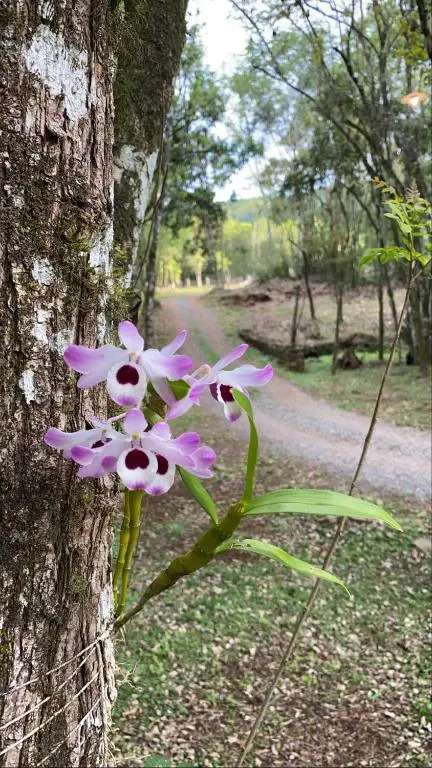 Sitio Canjerana SUITE PIMENTA ROSA
