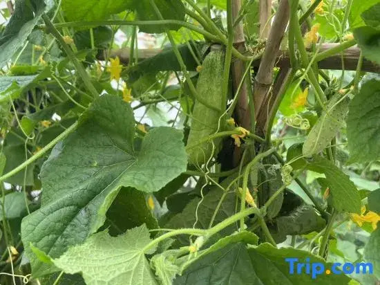 Under Persimmon Trees · Fam&Team Retreat·Pool·Pet Stay (Tonglu OMG Park Branch)