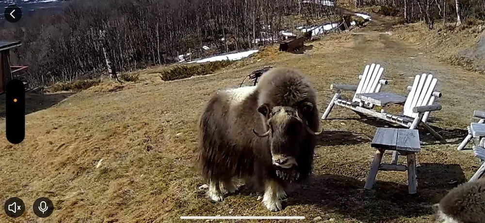Live in the Realm of the Musk Oxen on Dovrefjell