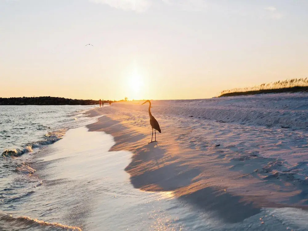 The Osprey #8 by Southern Vacation Rentals