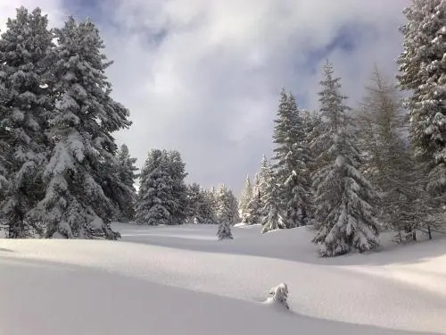 Sauschneideralm