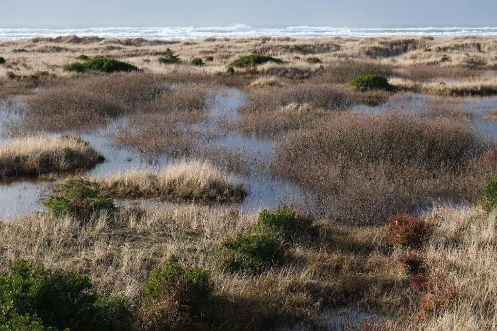 Tidal House #4