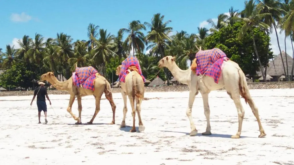 Galu Gardens Apartments Diani Beach