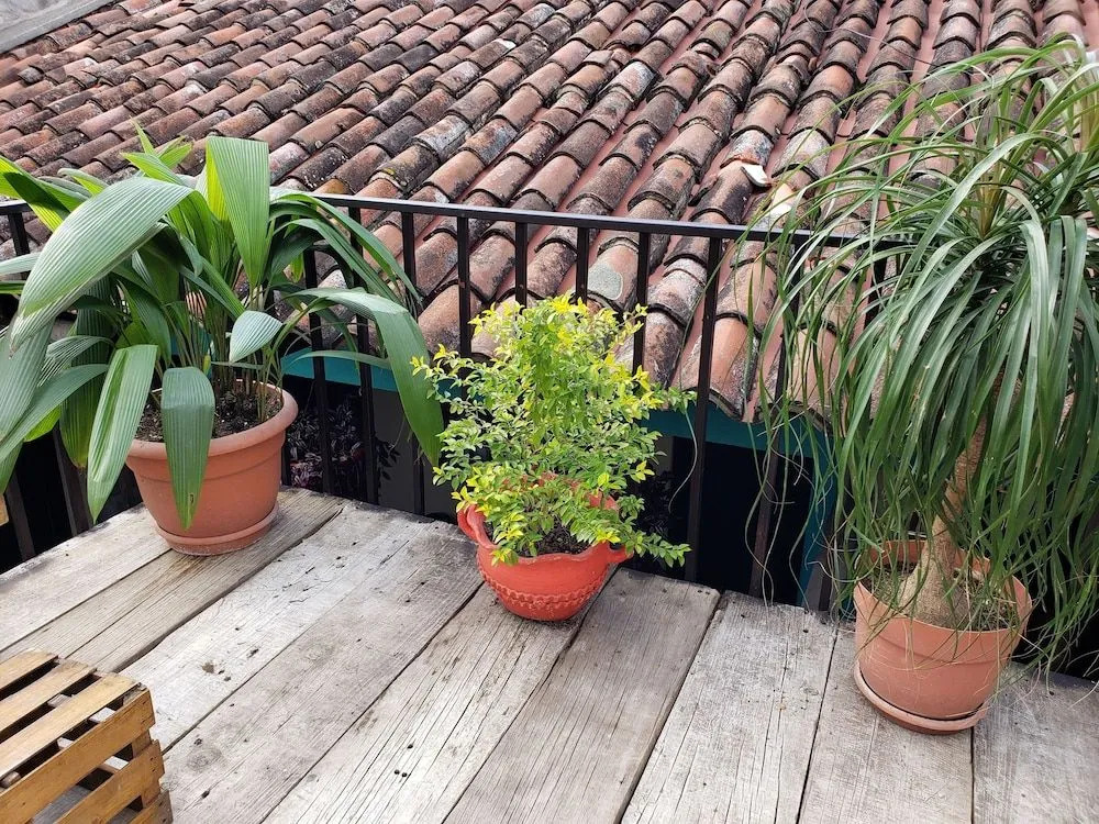 Parrot House