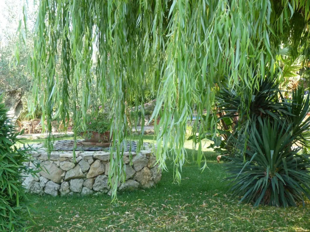 Poggio Delle Palme