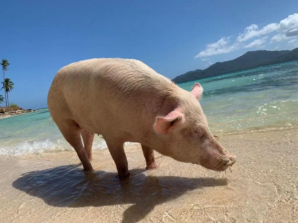 Isla - The Island Experience