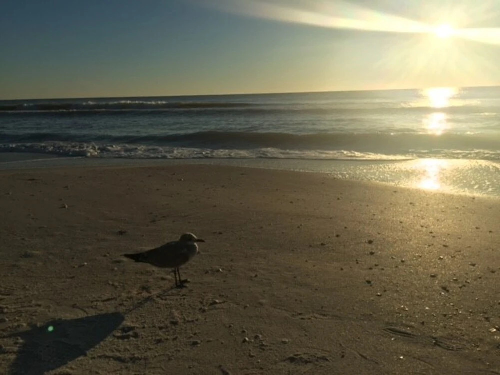 Fort Myers Beach Area 2680