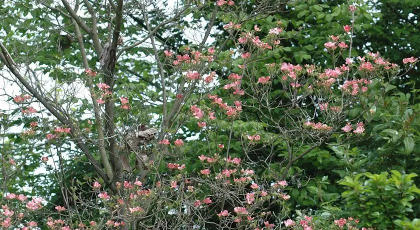 Roses Garden House