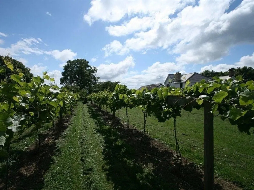 Jabajak Vineyard Restaurant & Rooms