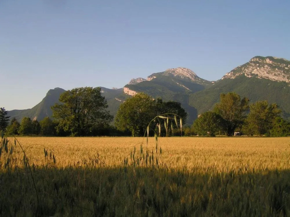 Les champs dorés