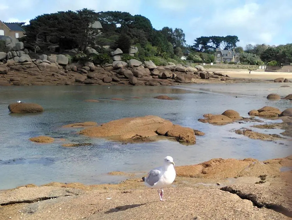 Maison avec WIFI, à 100m de la plage à Ploumanac'h en PERROS-GUIREC - Réf 345
