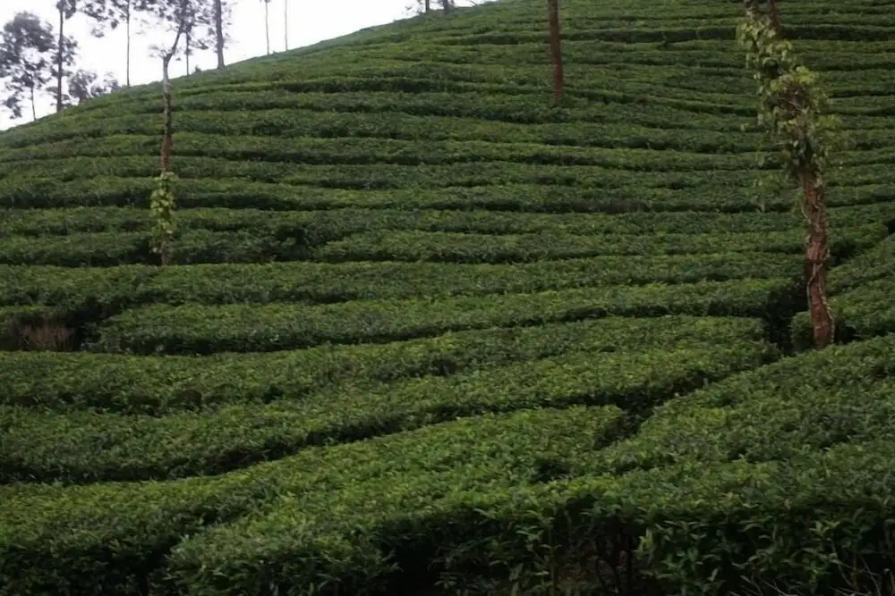 Wild Elephant Eco-Friendly Resort