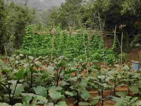 Mengyin Yuyuan Homestay