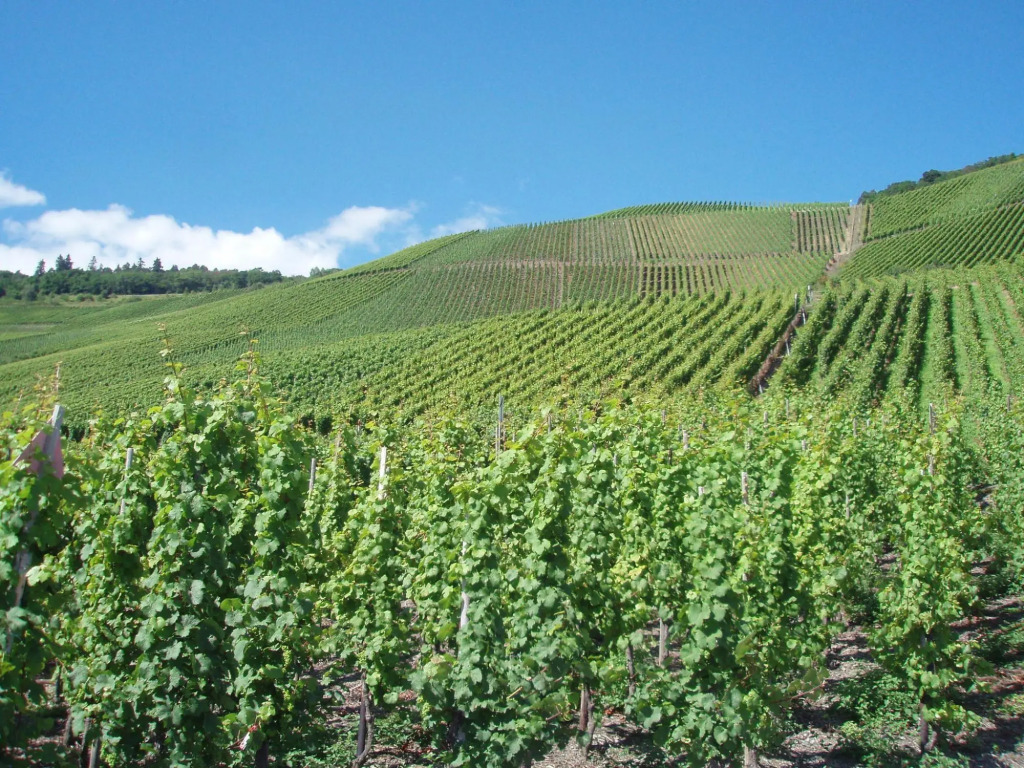 Romantischer Aufenthalt mit Blick auf den Weinberg