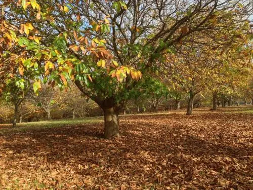 Chestnut Brae Farmstay - Chestnut Retreat