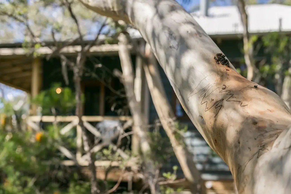 Scribbly Gum