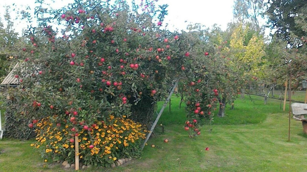 Sommerwiese