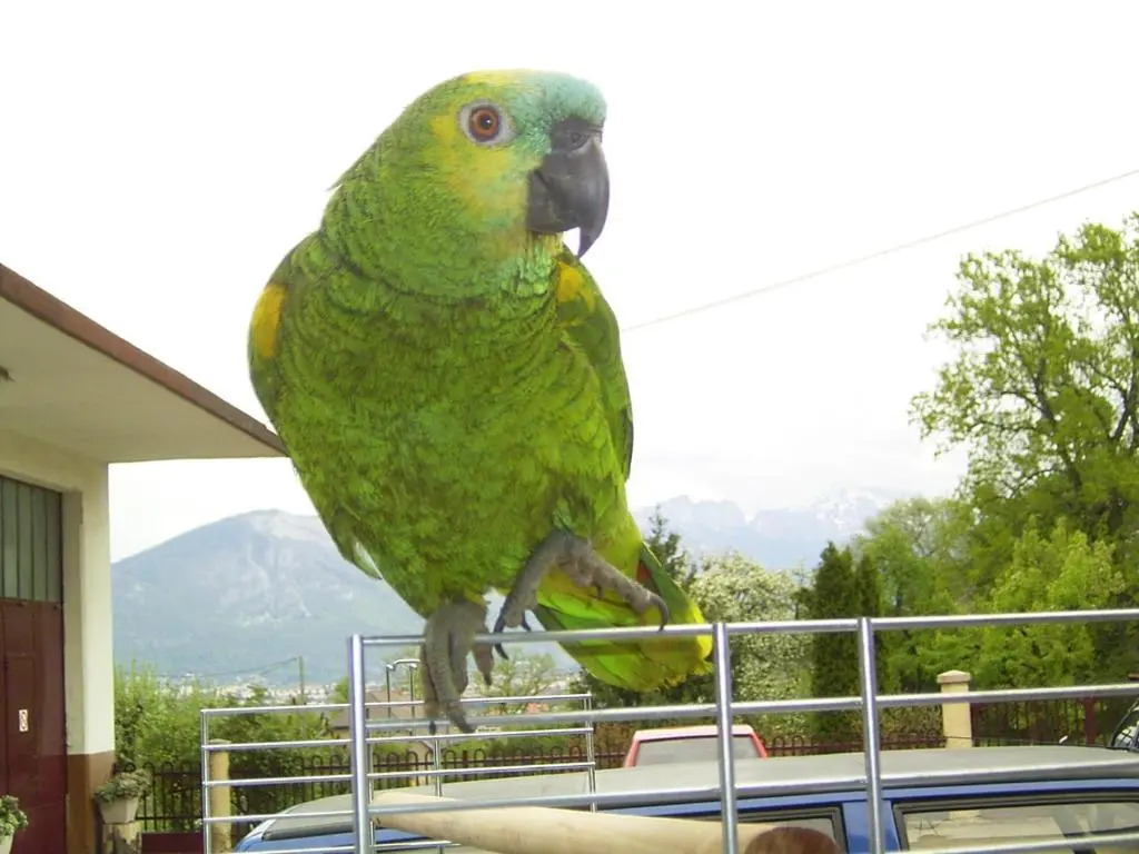 Le Paon Bleu Annecy Poisy