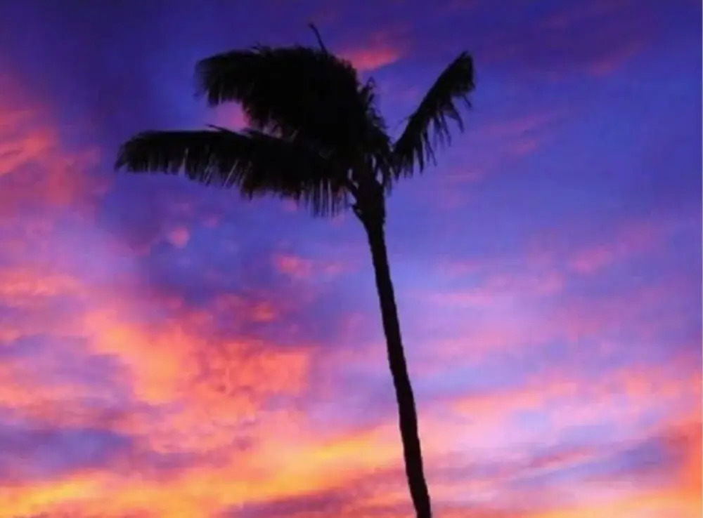 Love & Discover the Place of Your Dreams in 305
