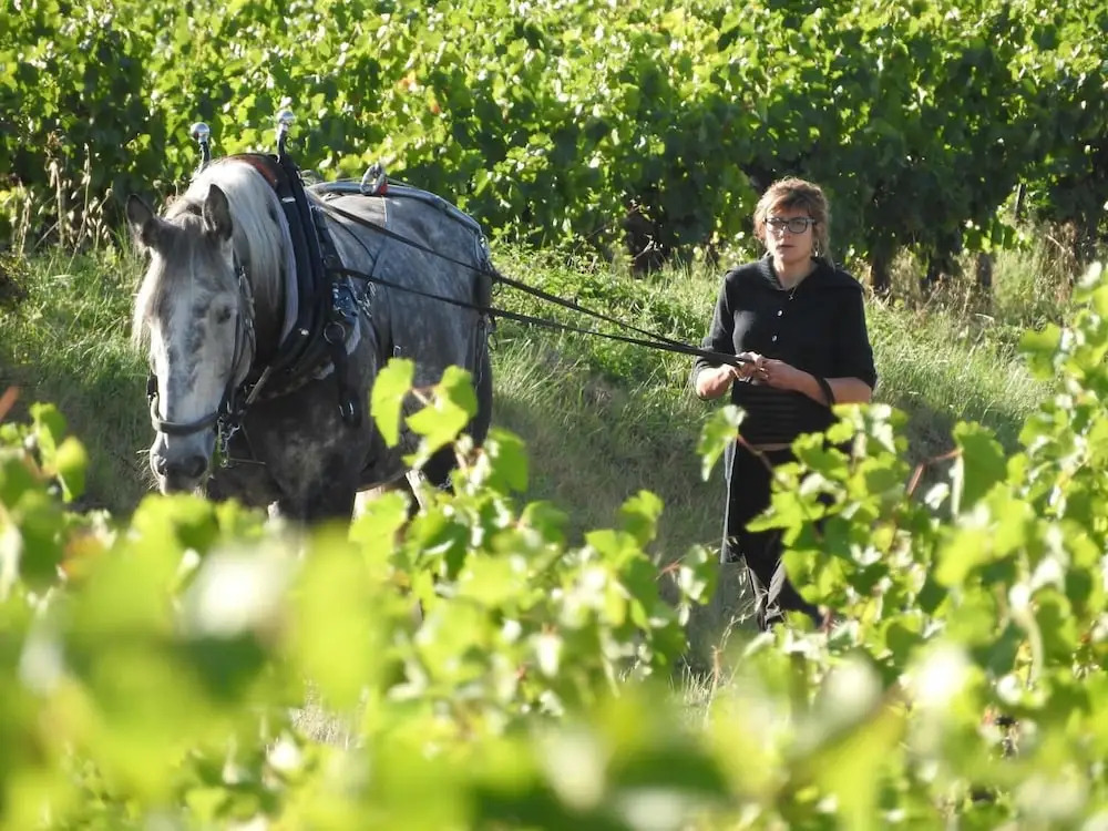 Domaine Houillon