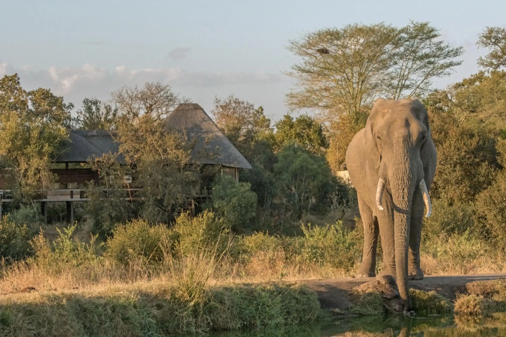 Thornybush Simbambilli Lodge