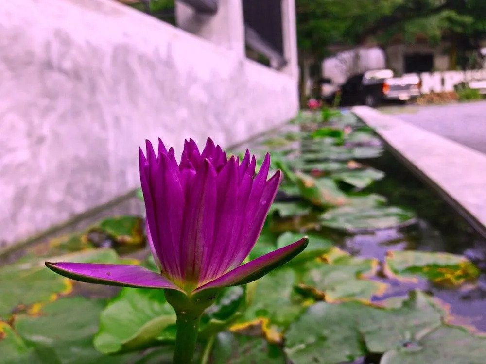 B.M.P Resort