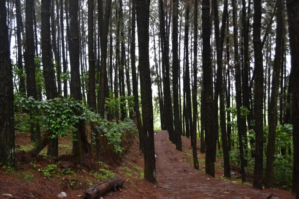 Ferndale Homestay