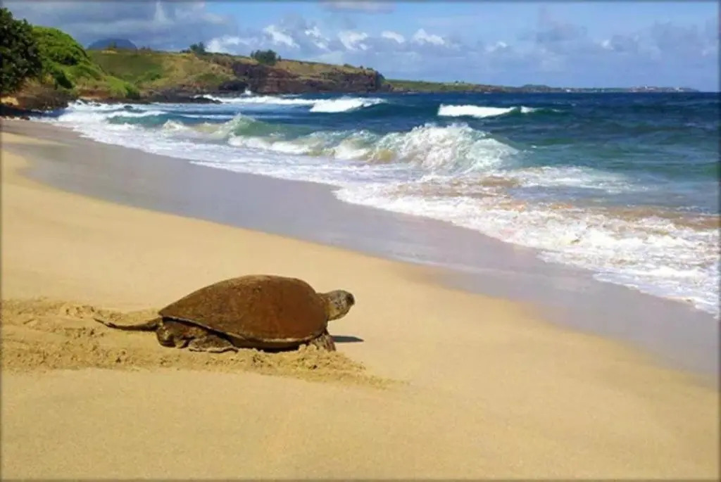 Kiahuna Plantation Kauai by OUTRIGGER - Select Your Unit
