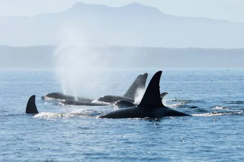 Orca View Cottage